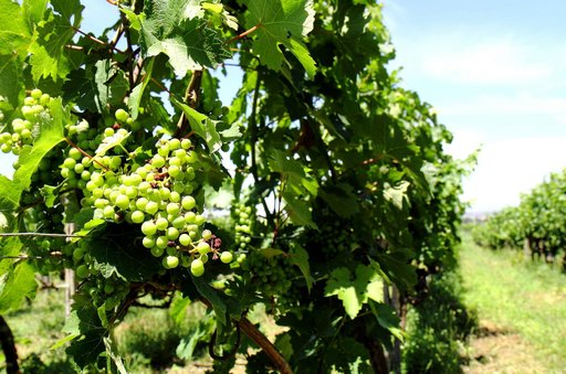 visita in cantina con pranzo e degustazione